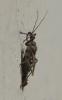 Rhynocoris erythropus